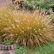 Pennisetum alopecuroides 'Hameln' Fountain Grass	