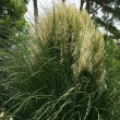 CORTADERIA 'JET STREAMS' 3G