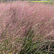 MUHLENBERGIA 'UNDAUNTED' 1G