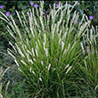 SESLERIA 'AUTUMNALIS' 1G