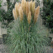 CORTADERIA 'BLUE BAYOU' 3G