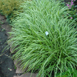 CAREX 'ICE DANCE' QT
