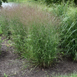 PANICUM 'PURPLE TEARS' 3G