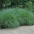 PANICUM 'DALLAS BLUES' 3G