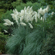 CORTADERIA SELLOANA  3G