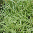 Carex 'silver Sceptre' Qt