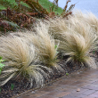 STIPA 'TENUISSIMA' 1G