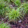 Carex 'everoro' 1g