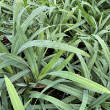 CAREX 'FLACCOSPERMA' 1G