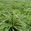 CAREX 'SILVER SCEPTRE' 1G