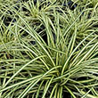 CAREX 'EVERGOLD' 1G