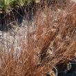 CAREX 'FIREFOX' 1QT