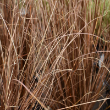 CAREX 'RED ROOSTER' 1QT