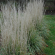 CALAMAGROSTIS 'AVALANCHE' 3G