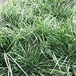 DESCHAMPSIA 'GOLDTAU' 1G