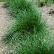 DESCHAMPSIA CESPITOSA 1G