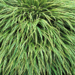 HAKONECHLOA ALBOSTRIATA 1G