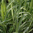 PHALARIS 'STRAW N CREAM' 1G