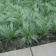 CAREX 'AMAZON MIST' 1QT