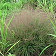 Eragrostis Spectabilis 1g