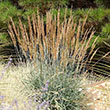 PANICUM 'NIAGRA FALLS' 3G