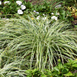 CAREX 'FEATHER FALLS' 1G