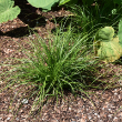CAREX CHEROKEENSIS 1G