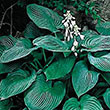 HOSTA 'ELEGANS' 1G