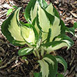 Hosta 'Fire and Ice'