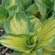 HOSTA 'GREAT EXPECTATIONS' 1G