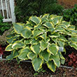 HOSTA 'SHADOWLND SEDUCER' 1G