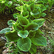HOSTA 'PARTY STREAMERS' 1QT