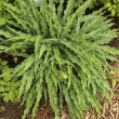 HOSTA 'SILLY STRING' 1QT