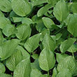 HOSTA 'ROYAL STANDARD' 1G