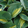 HOSTA 'TEARS IN HEAVEN' 1G