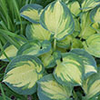 HOSTA 'DREAM QUEEN' 1G