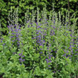 BAPTISIA 'AUSTRALIS' 1G