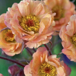 GEUM 'MAI TAI' 1G