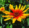 HELIOPSIS 'BURNING HEART' 1G