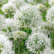 ALLIUM 'WHITE GIANT' 1G