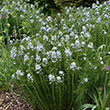 AMSONIA 'HUBRECHTII' 1G