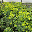 EUPHORBIA ROBBIAE 1G