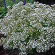 GYPSOPHILA 'FESTIVAL WHITE' 1G
