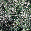 GYPSOPHILA 'FESTIVAL PINK' 1G