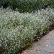 CALAMINTHA 'NEPETA' 1G