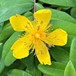 HYPERICUM CALYCINUM 1G