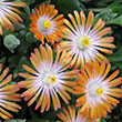 DELOSPERMA 'TOPAZ' 1G