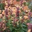 AGASTACHE 'PEACHY KEEN' 1G