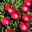 DELOSPERMA 'GARNET' 1G
