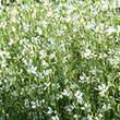 GAURA 'SO WHITE' 1G